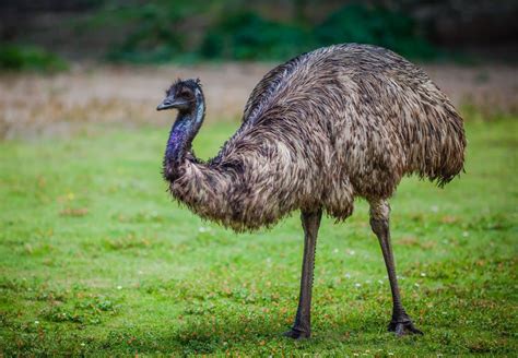Australian Animals Emu