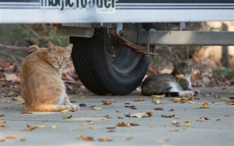 Theres One Obvious Solution To Hawaiis Feral Cat Problem