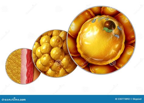 Fat Cell Anatomy Stock Illustration Illustration Of Body 230773892