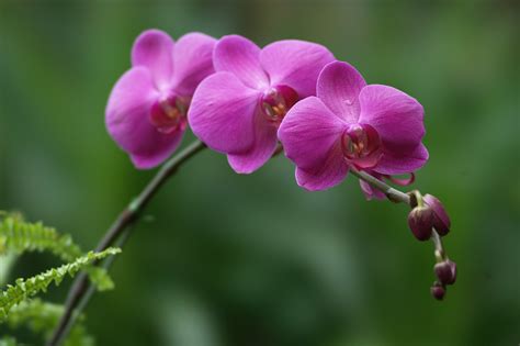 Orchid Flowers Photo 28139195 Fanpop