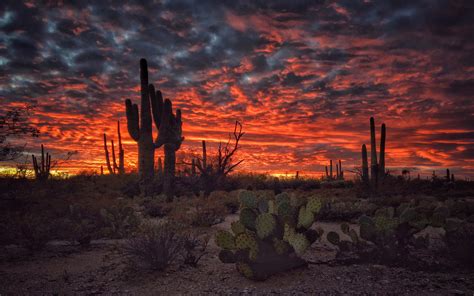 Christmas Cactus Wallpaper Cactus Arizona Vertical Moon Sunset Desert