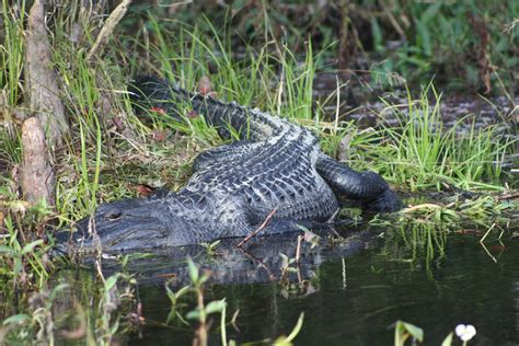 American Alligator Florida Zoochat