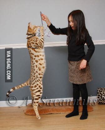 She is now living a happy life in seattle washington. Savannah cat F1 - 9GAG