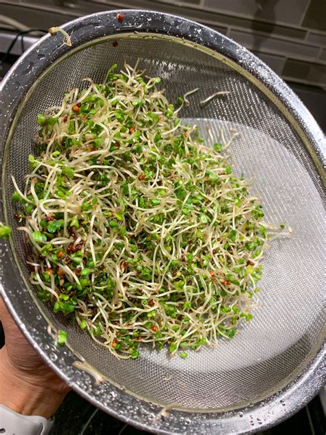 Benefits And How To Grow Broccoli Sprouts
