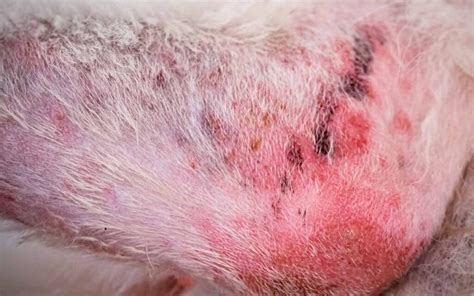 11 Common Dog Skin Lesions With Pictures And What To Do 2023