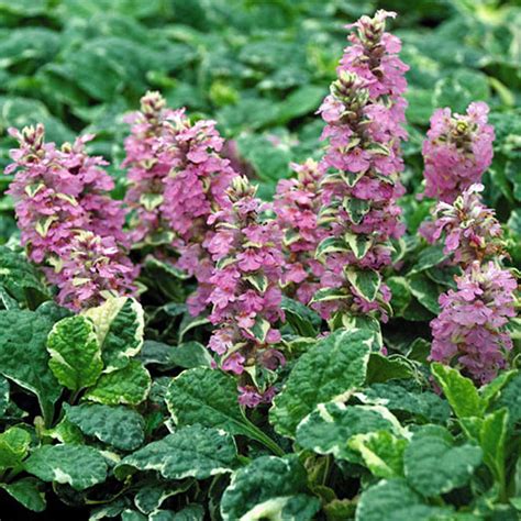 Pink Lightning Ajuga Carpet Bugle Quart Pot Variegated Foliage