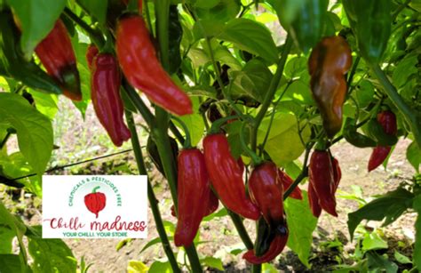 Chilli Aji Panca Red A Sweet Berry And Smoky Flavoured Chilli Pepper 10