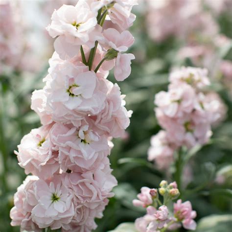 Stock Malmaison Pink Floret Flower Farm