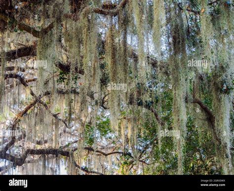 White Spanish Moss Hanging In Threads From A Web Of Tree Branches