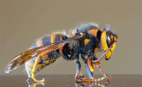 200 Queen Murder Hornets In Washington Nest Killed In The Nick Of Time