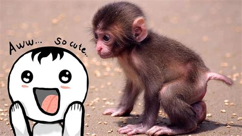 Baby Monkey Funny And Cute Fail Youtube