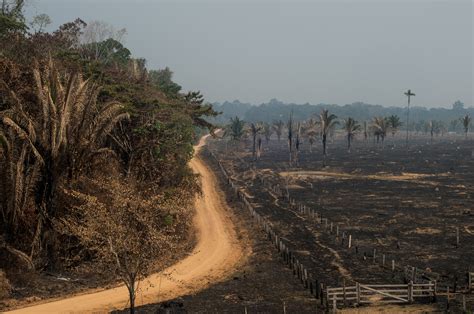 Amazon Fires How Us Consumers Are Connected To The Deforestation In Brazil