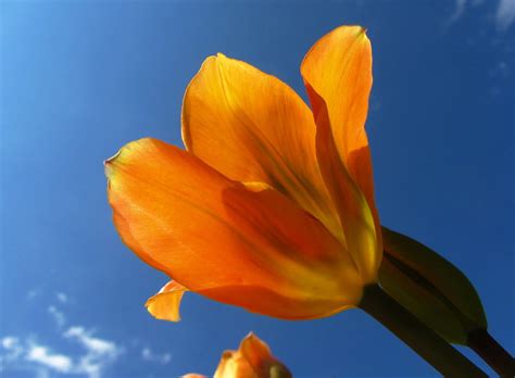 Flickriver Photoset Orange Flowers By Flips99