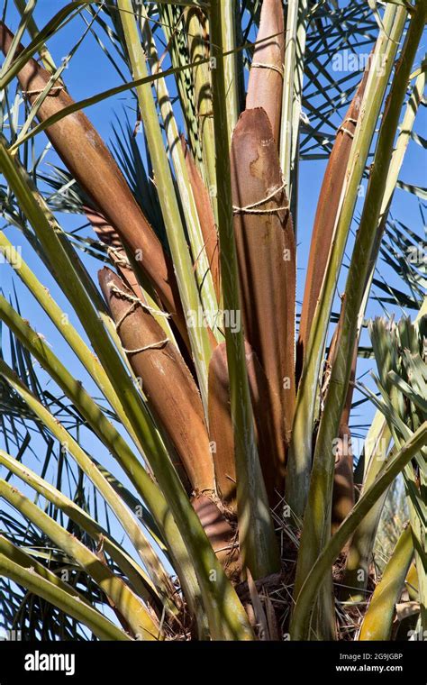 Medjool Date Palm Deglet Noor Variety Male Pollen Pods Phoenix