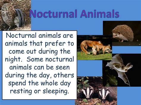 Ppt Nocturnal Animals Powerpoint Presentation Free Download Id3956226