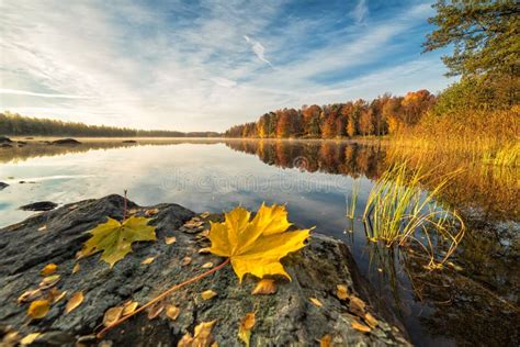 Idyllic Autumn Lake Scenery With Maple Leaf On The Rock Stock Photo