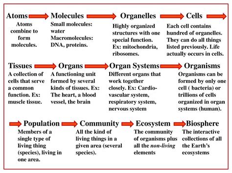 Ppt Levels Of Organization Of Living Things Powerpoint Presentation