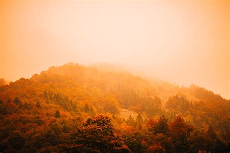 Wallpaper Fog Autumn Forest Mountain 5k Nature 16240