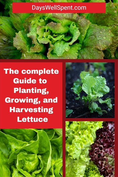 How To Grow Lettuce Planting Growing And Harvesting Growing