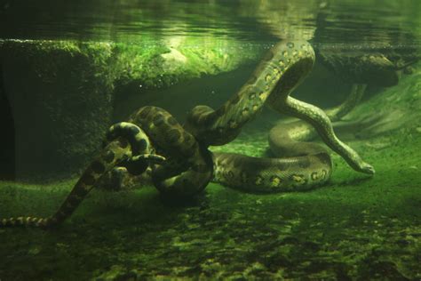 The Underwater Wildlife Of The Brazilian Amazon Scuba