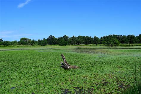 Pond Marsh Green Free Photo On Pixabay Pixabay