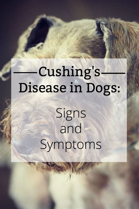 Stages Of Cushings Disease In Dogs