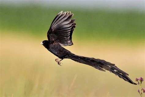 10 Small Birds With Long Tails Depth World