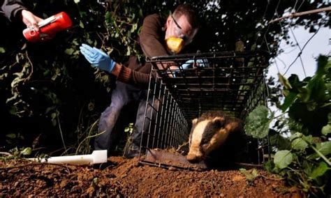 Poll Should Bovine Tb Be Controlled By Culling Or Vaccinating Badgers