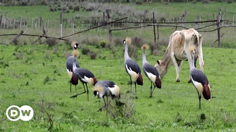 Protecting Kenyas Endangered Grey Crowned Crane Dw