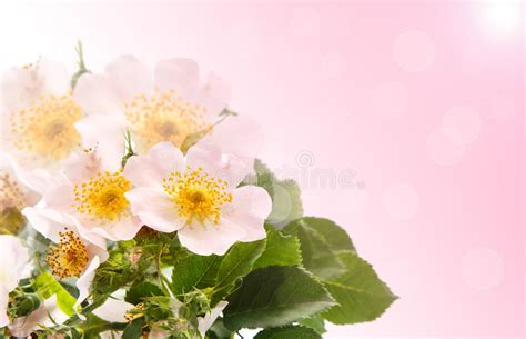 Bouquet Of Wild Roses Stock Photo Image Of Blooming 41018344