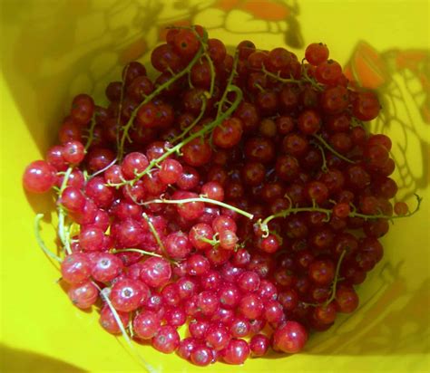 People also use it in traditional medicine to treat glaucoma and other conditions. What to Do with Fresh Currants - Jellied Currant Sauce