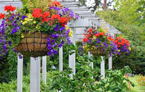 Hanging Basket Masterclass Heres How To Make The Best Flower Display