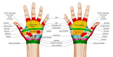Hand Reflexology The Ultimate Guide To Hand Reflexology In 2020 With Images Hand