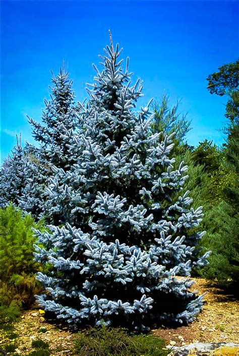 Hoopsii Blue Spruce Trees For Sale The Tree Center™