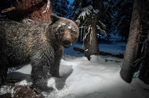 Poll Should The Grizzly Bear Be Taken Off The Endangered Species List