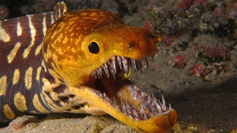 Top 10 Most Dangerous Sea Creatures Ocean Creatures Deep Sea