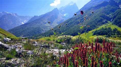 There are no approved quotes yet for this movie. These Stunning Flower Valleys in India Will Take Your ...