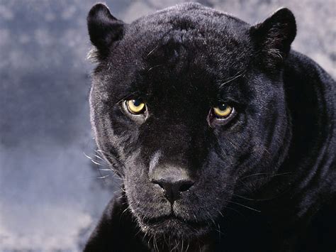 Black Panther Animal Animals Zoo Park Black Panther Wallpapers Animals Hq