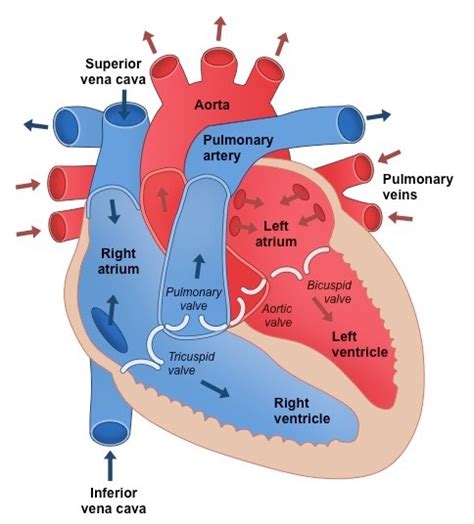 What Is The Function Of Valves