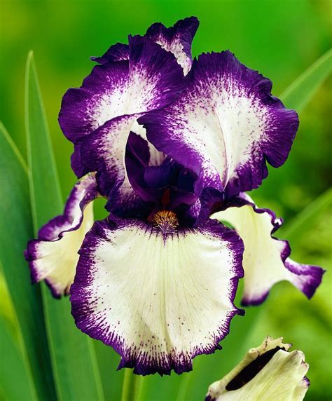 Best 25 Bearded Iris Ideas On Pinterest Irises Iris