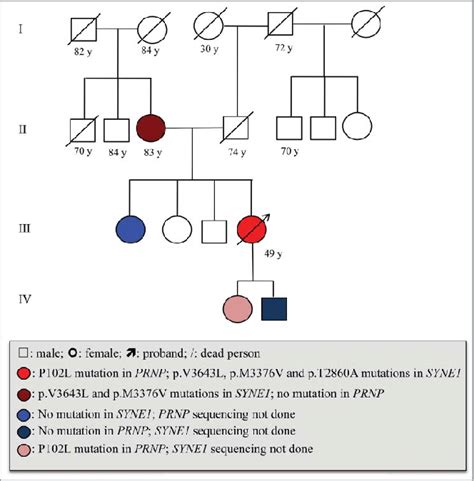 Medical History P102l Mutation In Prnp And The Mutation In Syne1 In