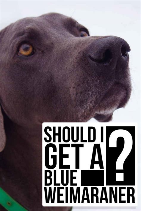 Blue weimaraner puppy boy in reno, weimaraner akc for stud in reno, weimaraner puppy for sale silver in new vienna, weimaraner puppy for sale blue weimaraner puppy boy. Blue Weimaraner - Uncovering The Controversial World Of ...