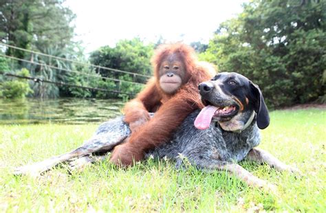Adorable And Unusual Animal Friendships That Will Melt Your Heart