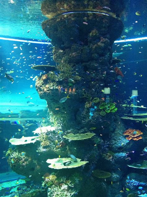 Secondsofmemories Sea Aquarium Singapore