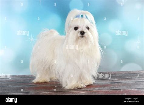 Maltese Dog And Bow Hi Res Stock Photography And Images Alamy