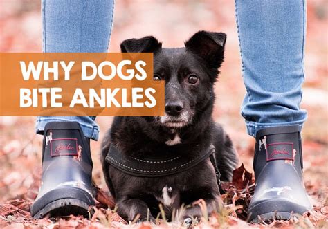 Why Do Dogs Bite Ankles