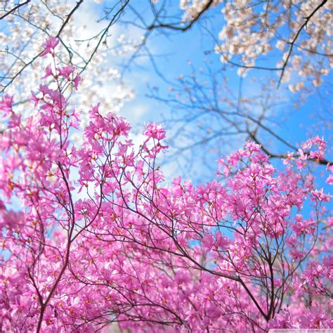 20 Excellent Spring Wallpaper For Ipad You Can Use It Free Of Charge