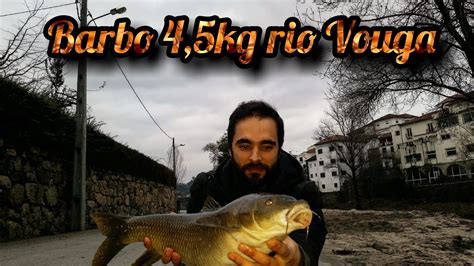 pesca ao barbo rio vouga 2018 pesca al barbo youtube