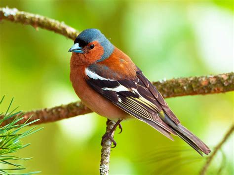 19 Common British Birds In Your Garden Love The Garden