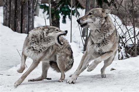 A Female Wolf Snaps At A Male Wolf And He Deftly Dodges A Bite Stock
